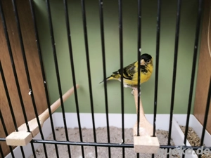 Bartzeisige 2024 und Jungvögel 