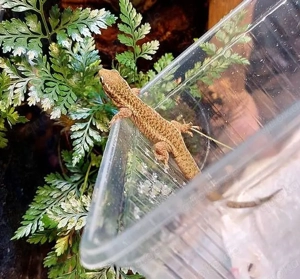 Phelsuma borbonica agalegae - Agalegae Taggecko 