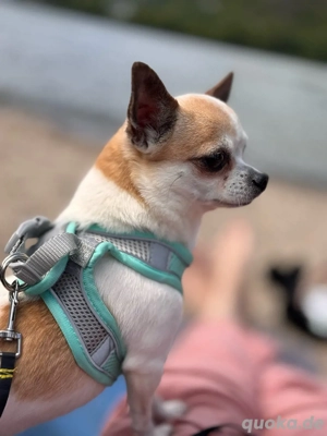 Deckrüde mit viel erfahrung 