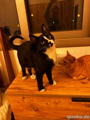 Kater und Kätzin 