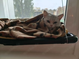 2 x British Shorthair Perser Mix Brüder suchen ein liebevolles Zuhause