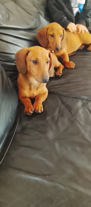 Zwei wunderschöne Weibchen suchen ein neues Zuhause