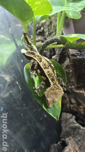 1.0 Correlophus ciliatus Kronengecko Männchen