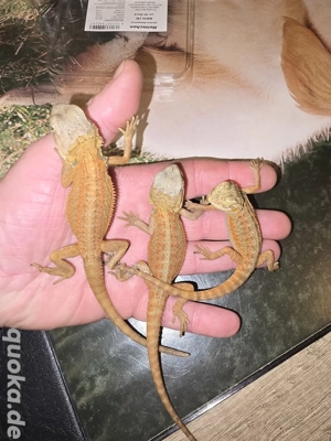 Bartagamen juntiere noch 5 stck - Bartagame