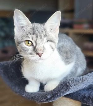 Süße Liana sucht ihr schützendes Für Immer -Zuhause oder Pflegestelle