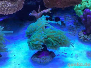 Euphyllia glabrescens green Lantern Korallen Meerwasser Torch