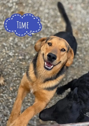 Time, freundlicher und sanfter Bracke Labrador Mix