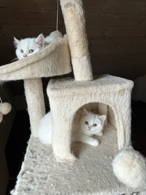 Bkh reinrasige Britisch Kurzhaar Abgabebereit