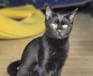 Kuschelige Anna sucht ihr geborgenes Für Immer -Zuhause oder Pflegestelle