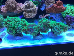 euphyllia paraancora Korallen Meerwasser