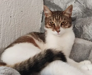 Ludowika - Sanfte Seele sucht geduldiges Zuhause Bild 2