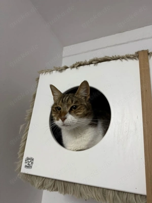 Ludowika - Sanfte Seele sucht geduldiges Zuhause Bild 3