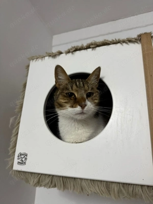 Ludowika - Sanfte Seele sucht geduldiges Zuhause Bild 4