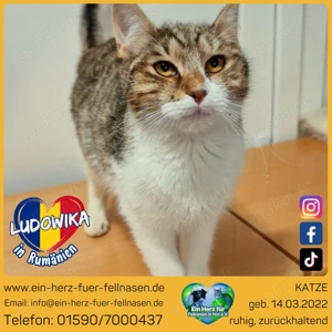 Ludowika - Sanfte Seele sucht geduldiges Zuhause
