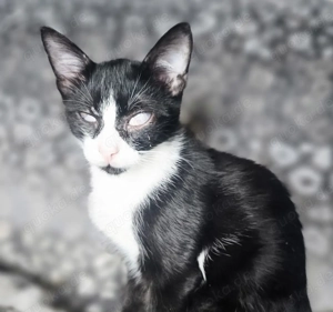 Kleiner Emil sucht sein fürsorgliches Für Immer -Zuhause oder Pflegestelle