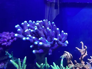 Stylophora pistilata (Milka) Korallen Meerwasser