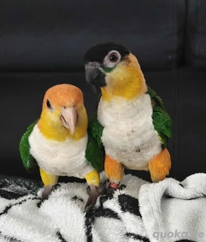 Grünzügelpapagei und Rostkappenpapagei