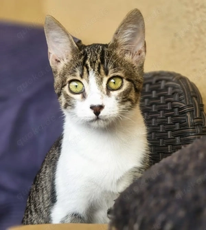 Flinker Kai sucht sein liebevolles Für Immer -Zuhause oder Pflegestelle