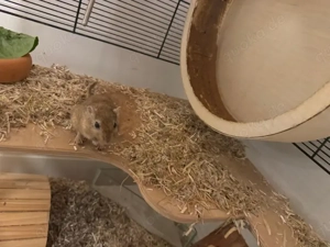 Mongolische Wüstenrennmaus abzugeben (2 Jahre), männlich