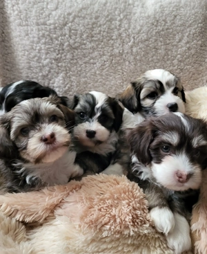 Reinrassige Havaneser Welpen suchen eine liebe Familie.