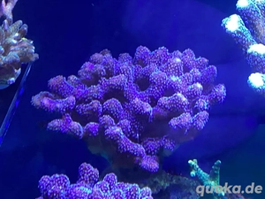 stylophora subseriata Korallen Meerwasser
