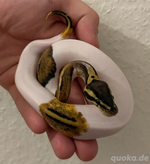 Pastel Pied 