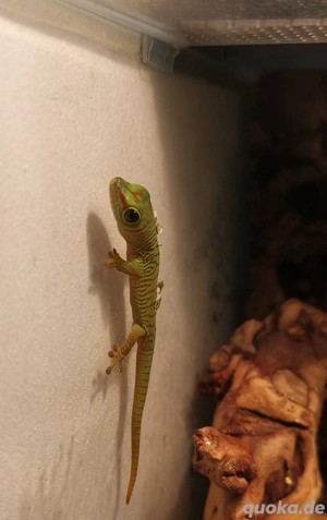 PHELSUMA GRANDIS   Großer Madagaskar Taggecko  