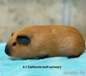 Meerschweinchen