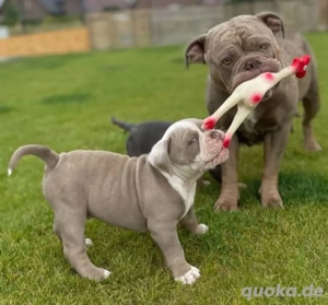 Old Englische Bulldogge 