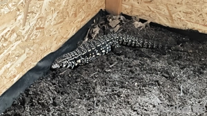 Tausche teju Weibchen 