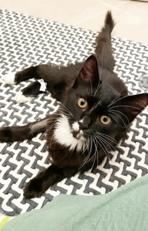 Patch Kleiner Clown sucht Familie zum spielen und kuscheln