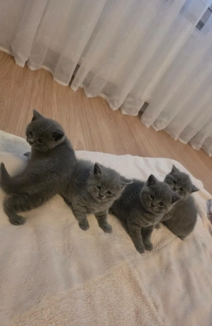 Britisch Kurzhaar Kitten, reinrassig in liebevolle Hände abzugeben. Katze & Kater