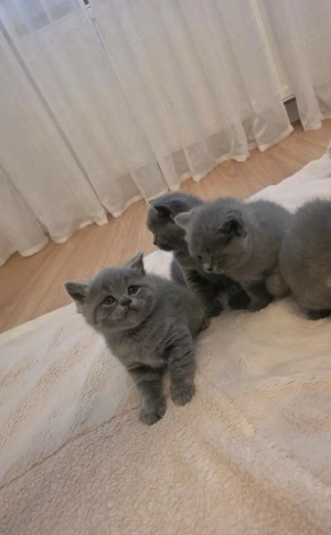 Britisch Kurzhaar Kitten, reinrassig in liebevolle Hände abzugeben. Katze & Kater