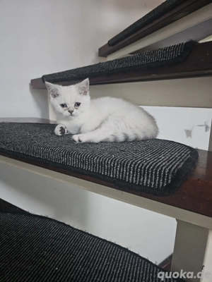 1 wunderschöner BKH Kitten (männlich)