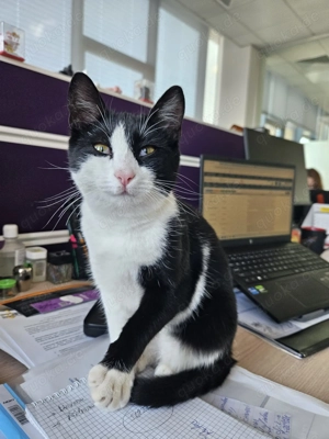 Kleine Socks sucht ihr Für-Immer-Zuhause