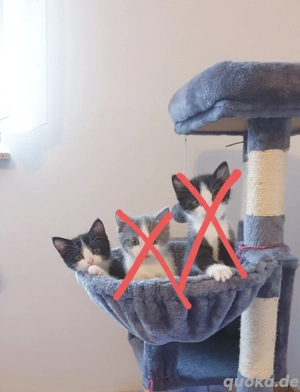 Hübsche Kitten  Kätzchen zu verkaufen