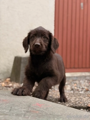 Labradoodle Welpe  Bild 3