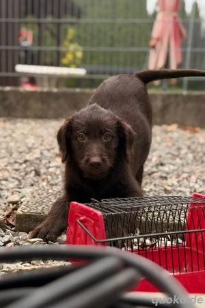 Labradoodle Welpe  Bild 4