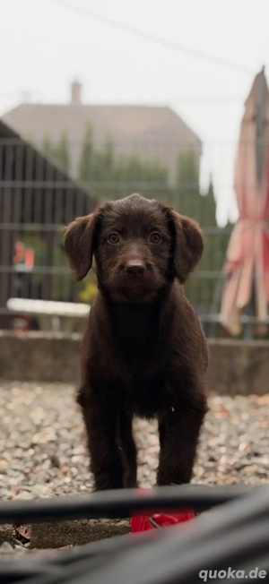 Labradoodle Welpe  Bild 1