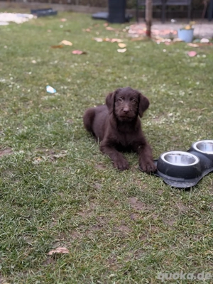 Labradoodle Welpe  Bild 5