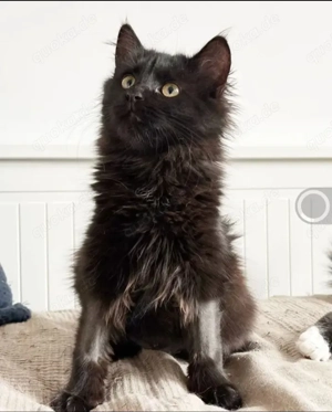 Owly Schwarzes Wölkchen sucht Familie zum spielen und kuscheln Bild 4