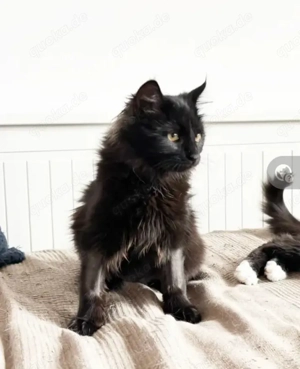 Owly Schwarzes Wölkchen sucht Familie zum spielen und kuscheln