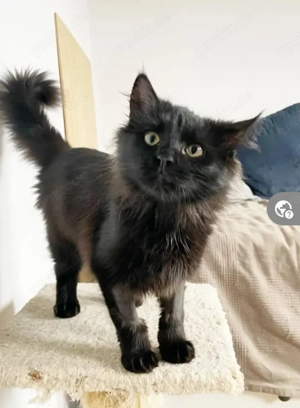 Owly Schwarzes Wölkchen sucht Familie zum spielen und kuscheln Bild 3