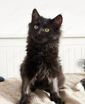 Owly Schwarzes Wölkchen sucht Familie zum spielen und kuscheln Bild 2