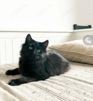 Owly Schwarzes Wölkchen sucht Familie zum spielen und kuscheln Bild 5