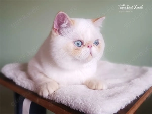 Red lynx point  exo Kater 