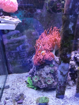 Auflösung Anemonen Becken