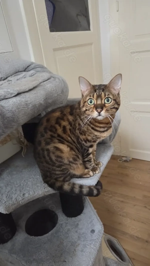 Bengalkater Coco mit Stammbaum 