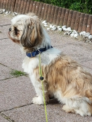 Ich bin der Sammy und hätte gern ein Date mit euch. Ich bin ein Deckrüde und stehe nicht zum Verkauf Bild 4