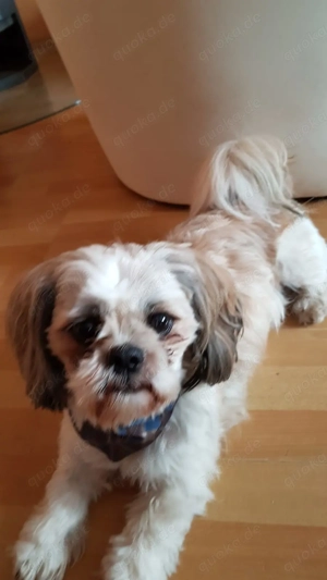 Ich bin der Sammy und hätte gern ein Date mit euch. Ich bin ein Deckrüde und stehe nicht zum Verkauf Bild 9